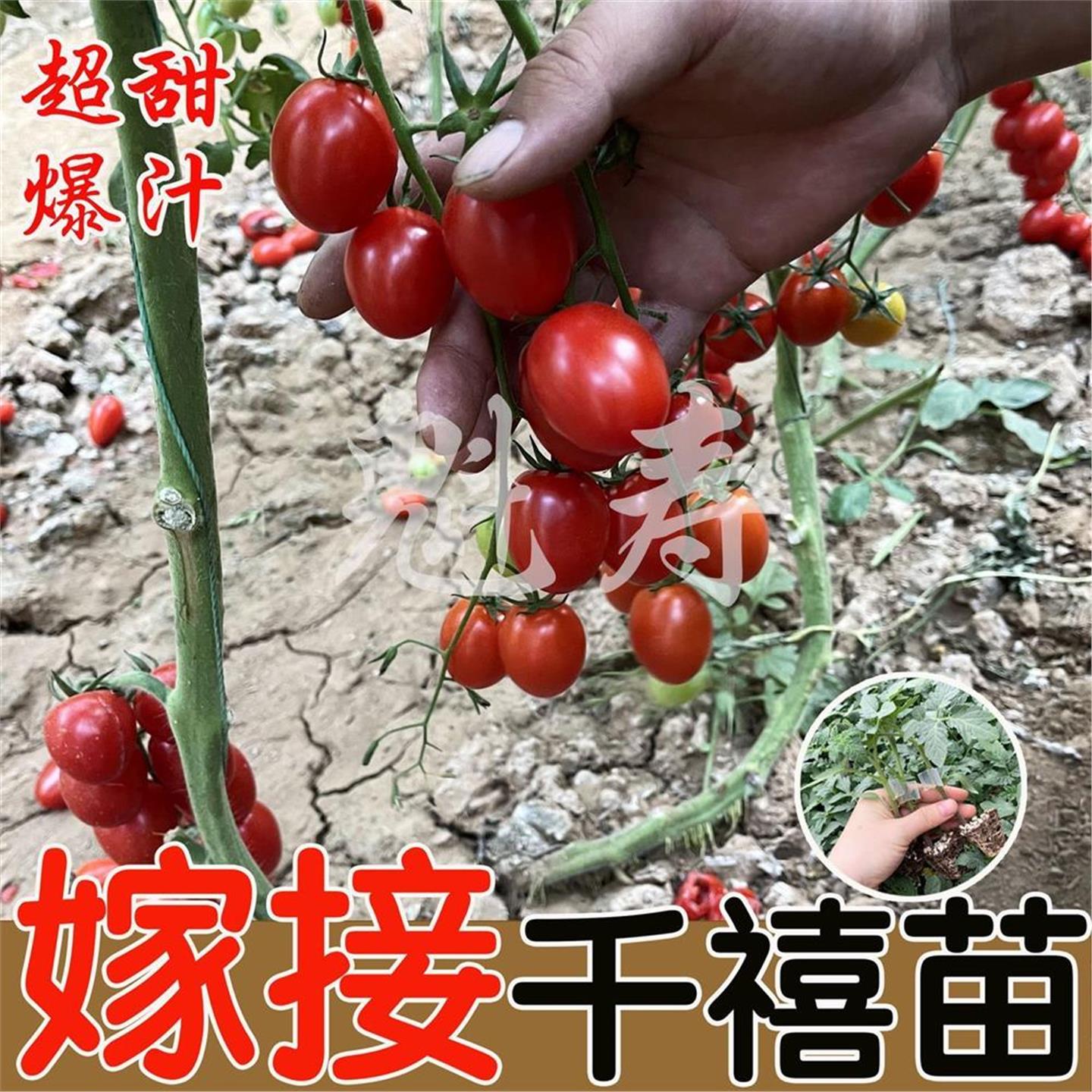 嫁接千禧番茄苗种子沙瓤樱