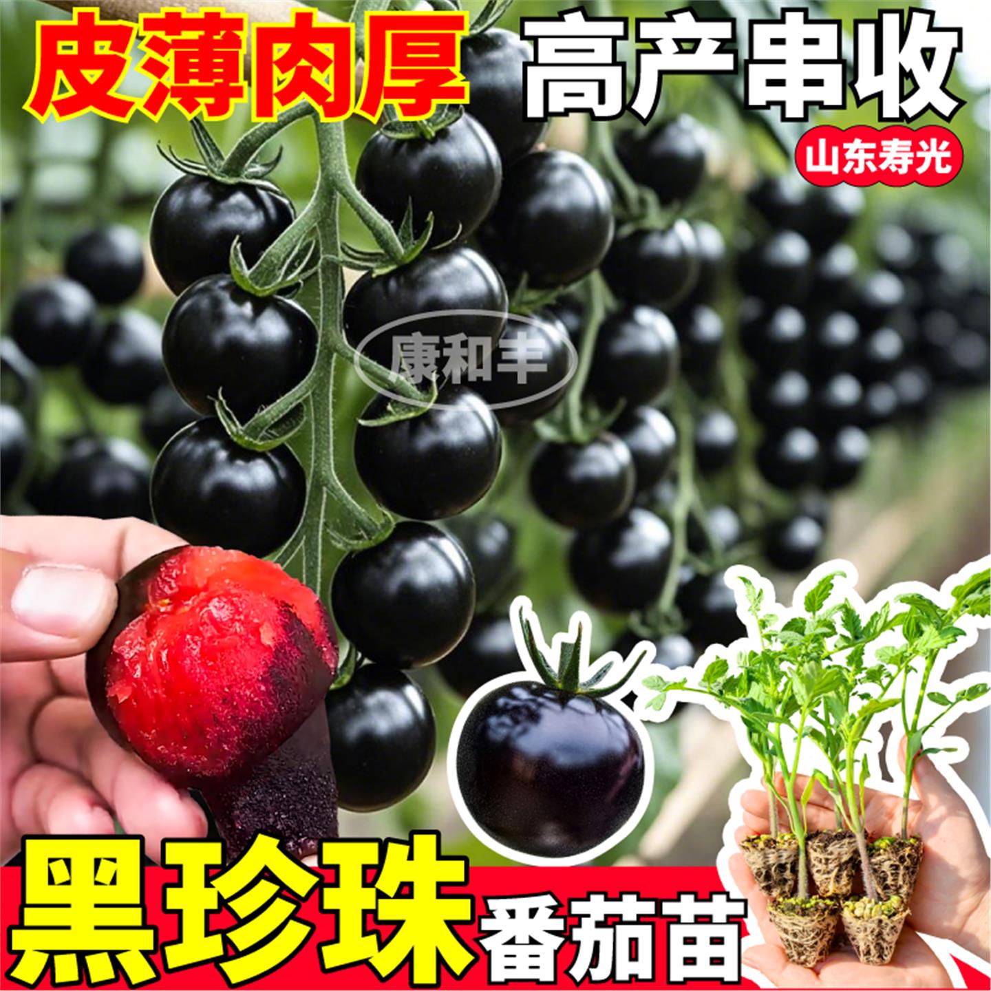 黑珍珠番茄苗秧高产四季串