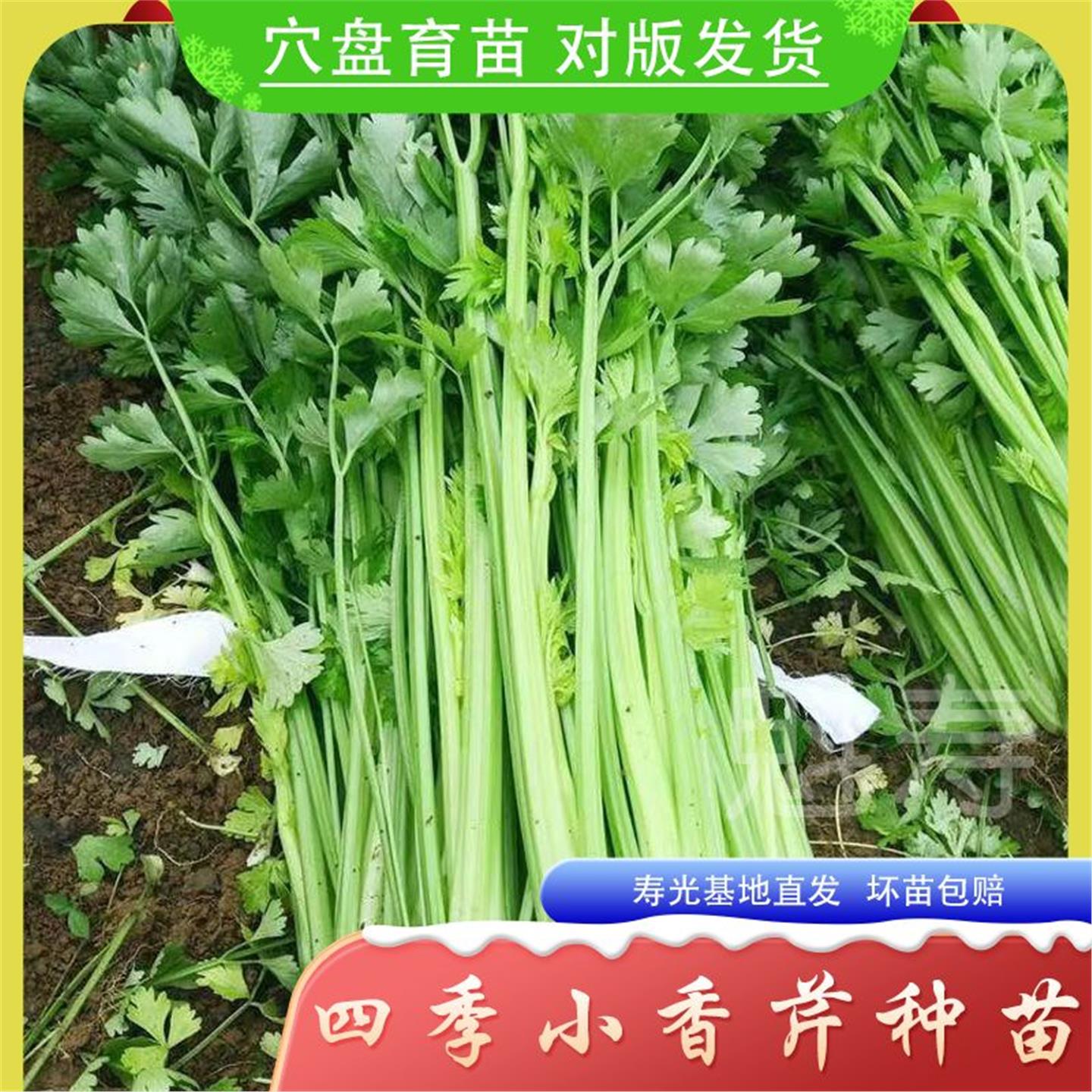芹菜种苗大禹四季清香小