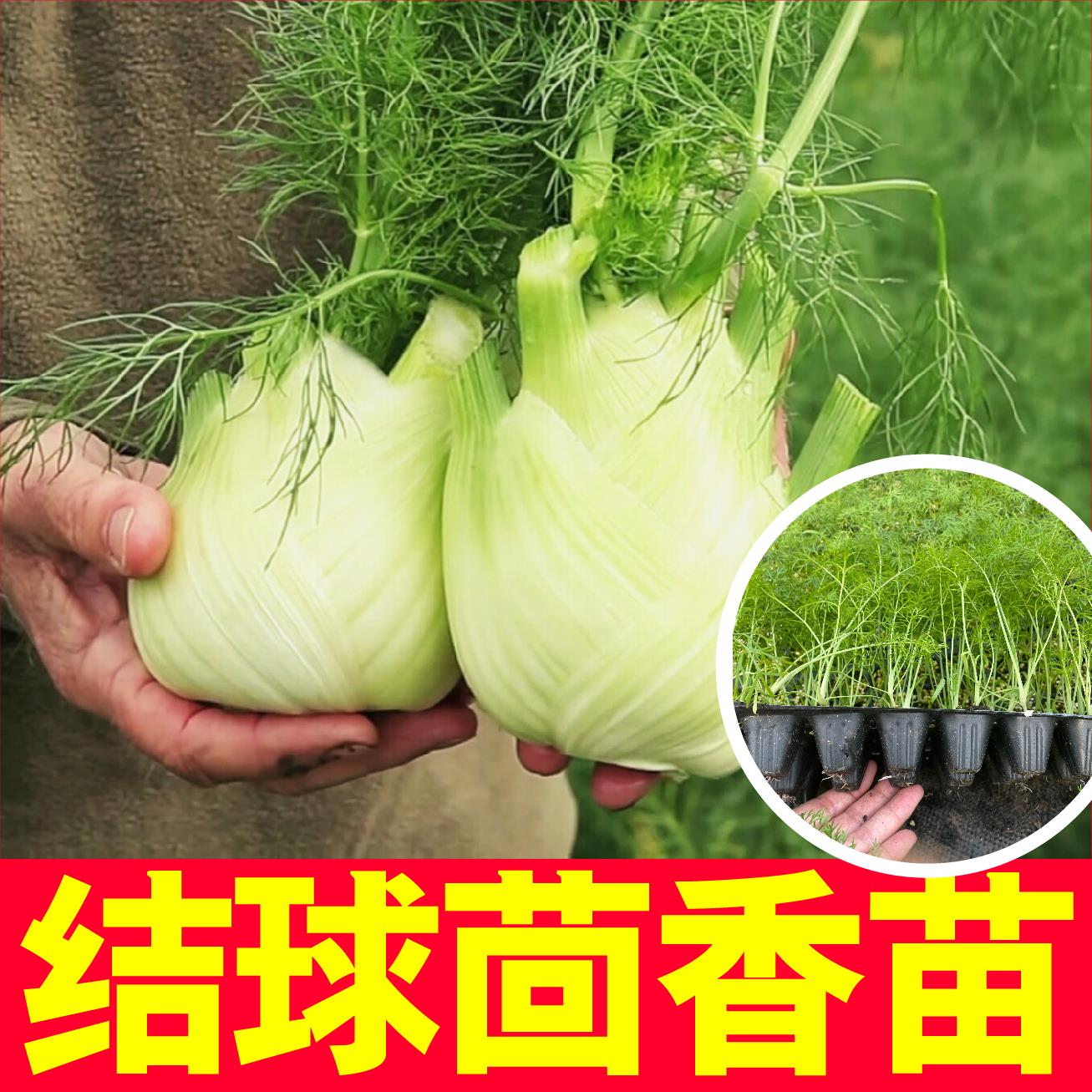 味浓鲜香结球茴苗秧种籽割