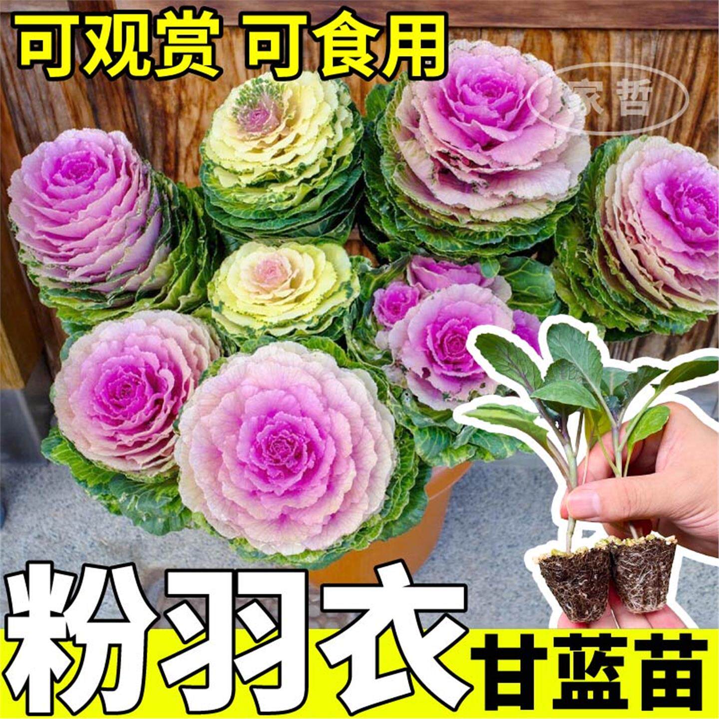 耐寒粉羽衣甘兰苗四季蓝大