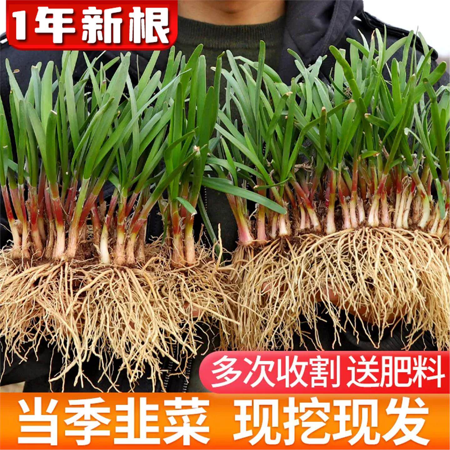 寿光当年韭菜秧根四季红紫