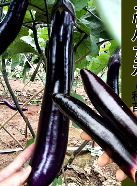 茄子种子长茄黑色紫四季高产蔬菜种籽线杭白茄蔬菜鸡蛋寿光菜春播