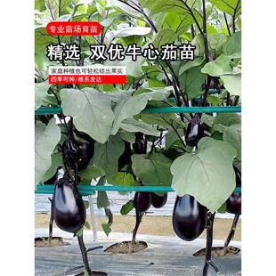 双优牛心茄苗子早熟紫黑圆罐茄春秋播种蔬菜茄子苗子