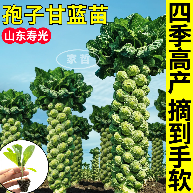山东寿光孢子甘蓝苗秧四季