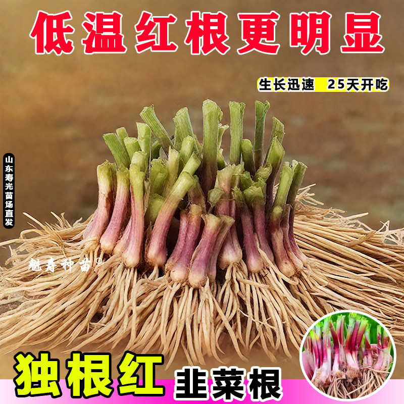 【高产韭菜】紫红根宽叶头