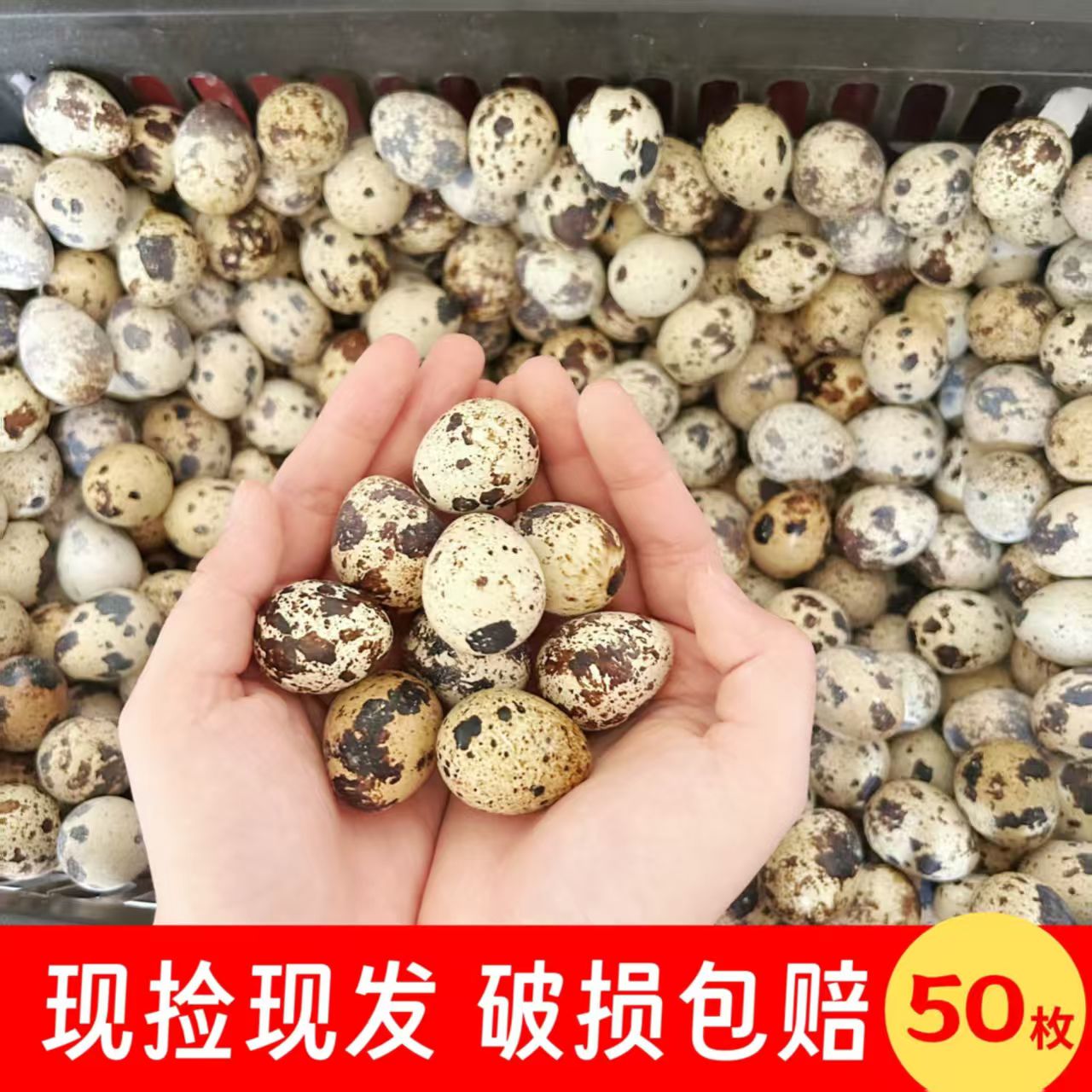 宝宝吃的鹌鹑蛋新鲜带壳