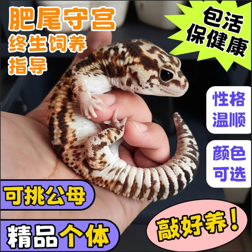 肥尾守宫奥利奥活物蜥蜴包邮家养另类可爱温顺不咬人网红小宠爬