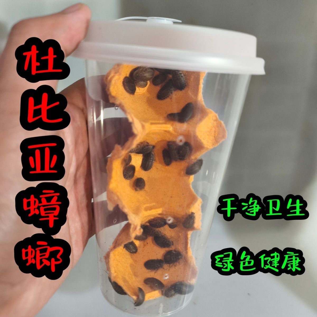 奶茶杯装杜比亚蟑螂活物爬宠饲料油葫芦蛐蛐蜥蜴守宫龟蛙营养