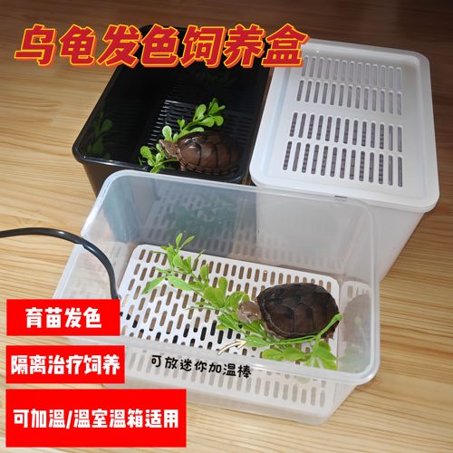 乌龟发色盒龟苗隔离盒