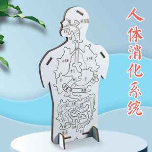 科技小制作小发明手工DIY人体消化系统内脏拼图木质模型科学实验
