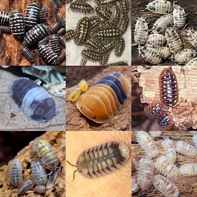 包邮包活 鼠妇活虫宠物潮虫子西瓜虫湿湿虫 昆虫爬宠 学 生物实验