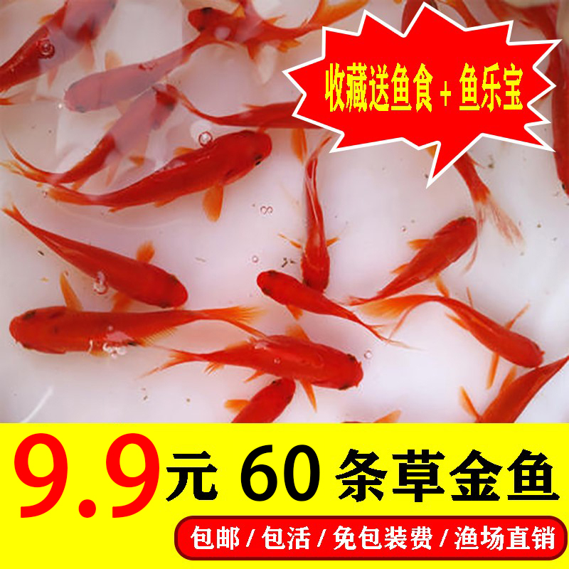 小鱼活观赏鱼冷水小型好养耐活鱼淡水饲料鱼金鱼活体淡水锦鲤鱼苗