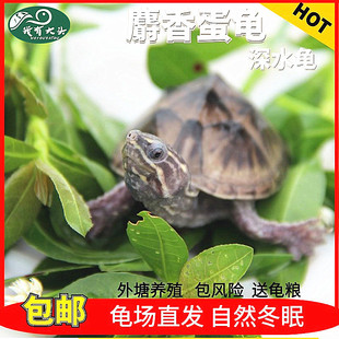 我有大头 麝香龟苗活体剃刀龟苗蛋龟深水龟观赏龟小乌龟活物