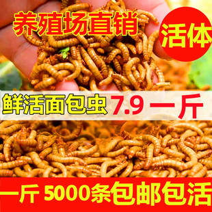 面包虫活虫黄粉虫活体幼虫子金龙鱼蝎子乌龟画眉鸟食石蛙饲料 包邮