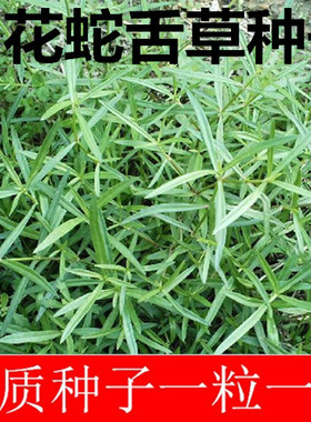 白花蛇舌草种籽半枝莲种子蛇舌草种子百花蛇舌草籽材种籽