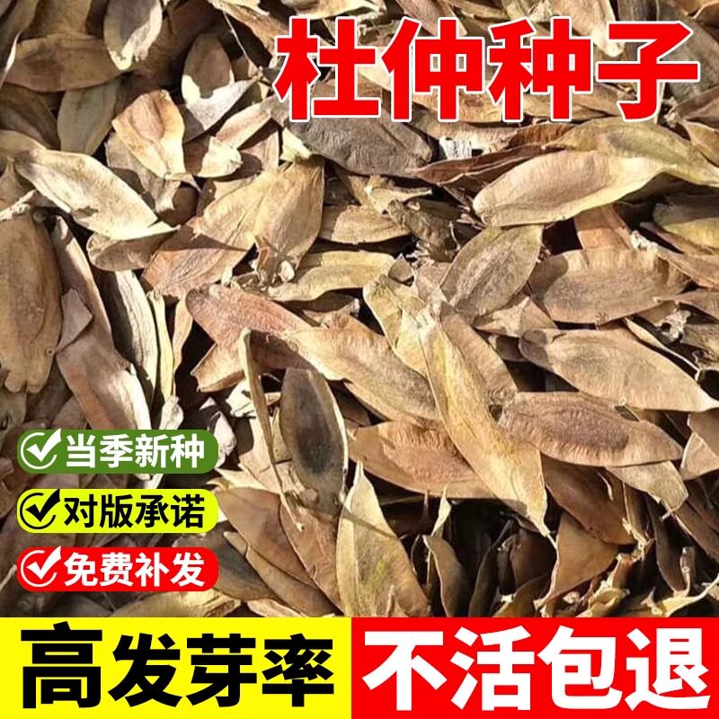 当年新采杜仲树籽 中药材 优质散装秋季春季播种绿化植物林木种子