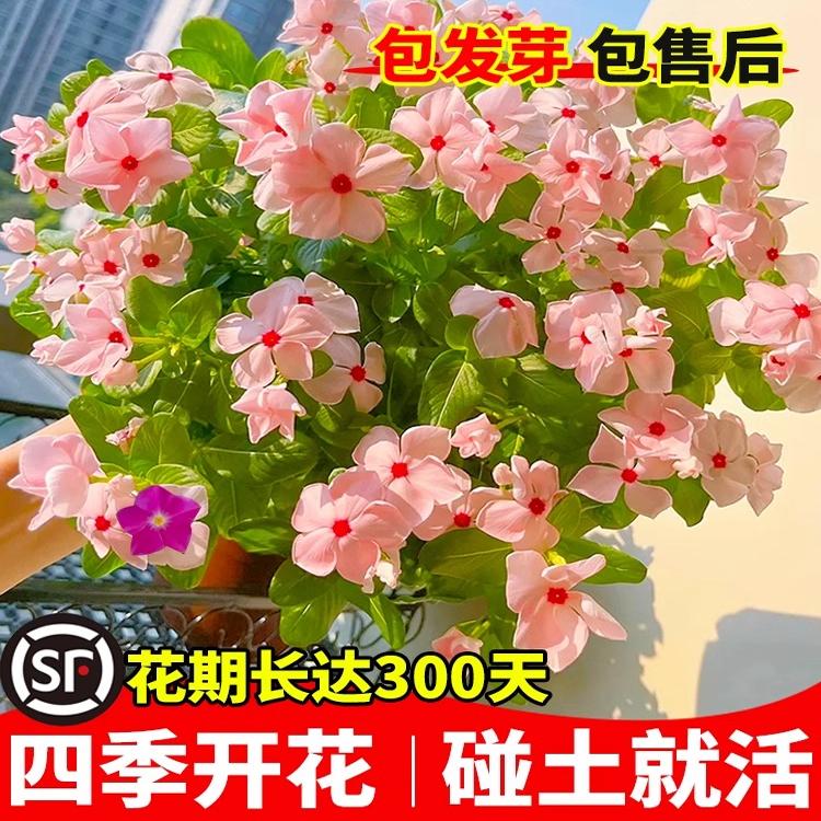 长春花种子日日春四季播种开花易活庭院盆栽花卉室内外五瓣梅种籽