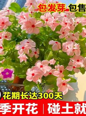 长春花种子日日春四季播种开花易活庭院盆栽花卉室内外五瓣梅种籽