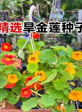 旱金莲花种子花苗旱荷花种籽四季开花种孑垂吊爬藤室内阳台盆栽