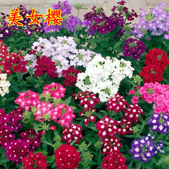 美女樱种子混色四季五梅人景