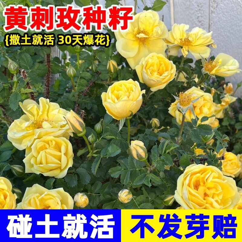 黄刺玫种子红刺玫四季种植开花易活当年新采种大花藤本玫瑰花种籽