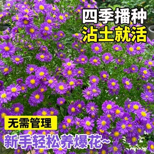 【高山紫菀种子】多年生宿根荷兰菊花籽耐寒耐旱好养植物高岭紫苑