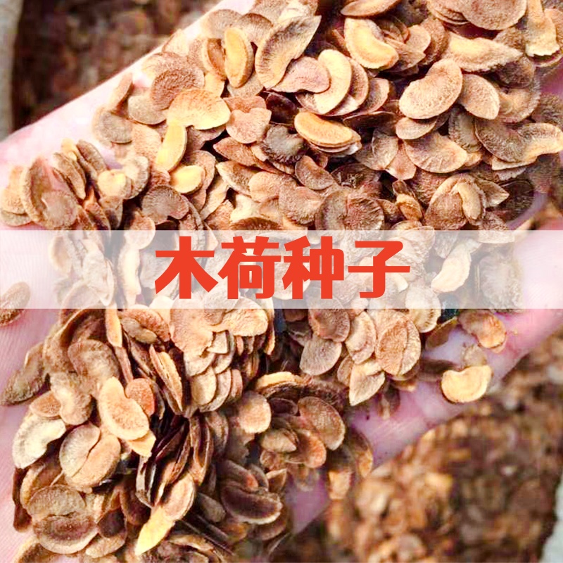 木荷种子林木种子木荷树种 荷木荷树种子园林绿化行道树种子