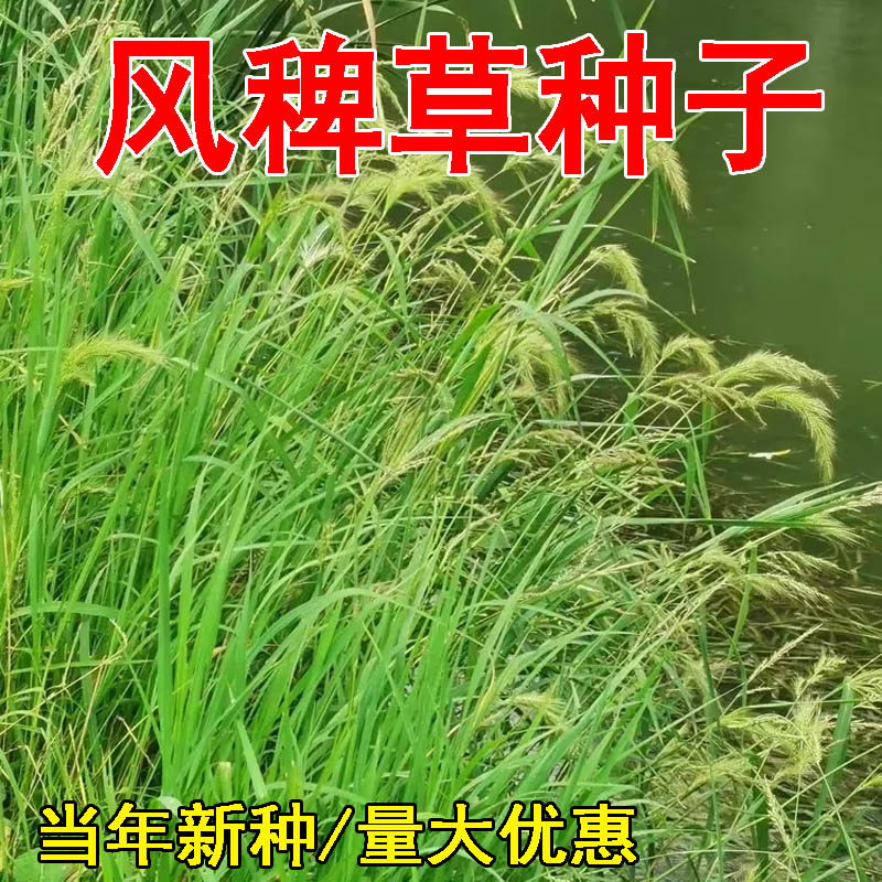 风稗草种子水稗子长稻田里养喂鱼草水稗草籽水草种子四季水生植物