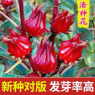 洛神花种子四季云南红金梅苗种孑玫瑰茄树苗盆栽好种易活红桃k种