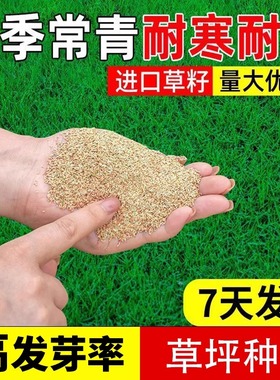 草坪草籽护坡狗牙根马尼拉四季常青庭院地毯草皮绿化黑麦草种子孑
