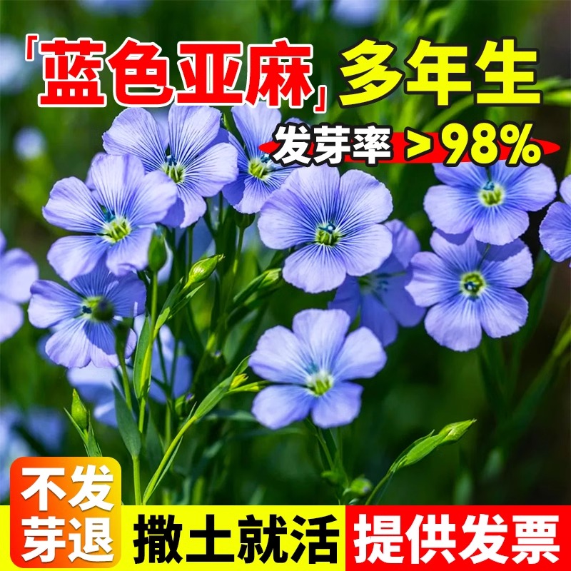 宿根蓝花亚麻花种子孑太阳花种籽野花组合多年生一年四季开不断播