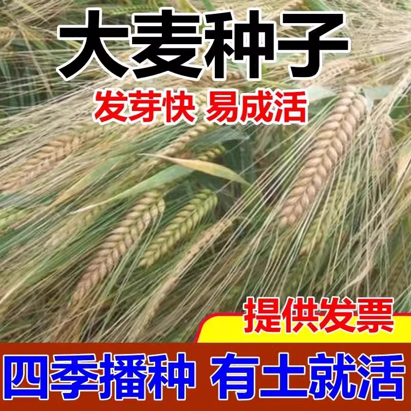 优质大麦种子 大麦草种子芽苗菜种籽 高产抗倒伏粮食种子抗旱耐寒