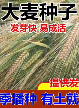 优质大麦种子 大麦草种子芽苗菜种籽 高产抗倒伏粮食种子抗旱耐寒