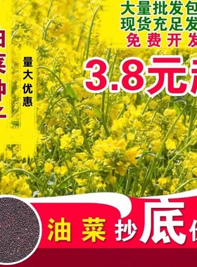 油菜花种子室外高产观赏食用耐寒耐旱春油菜花籽榨油菜籽花海种孑