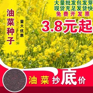 油菜花种子室外高产观赏食用耐寒耐旱春油菜花籽榨油菜籽花海种孑