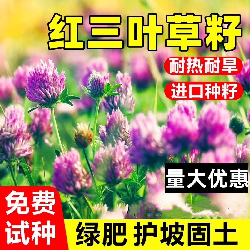 红三叶草种子红花三叶草种籽四季常青绿化白三叶草籽绿肥护坡固土