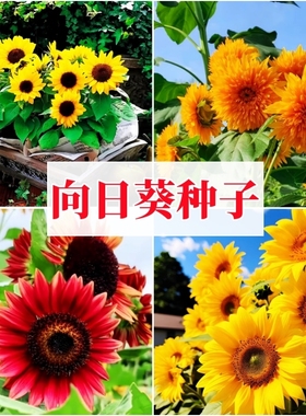 观赏矮向日葵种子太阳花葵花籽子阳台盆栽花重瓣种植玩具熊