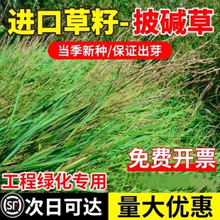 披碱草种子耐寒耐旱耐盐碱地草籽护坡固土抗寒四季牧草抗风沙种籽