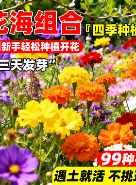 野花组合花籽四季易活格桑花种籽百日草耐寒多年矮生波斯菊花种子