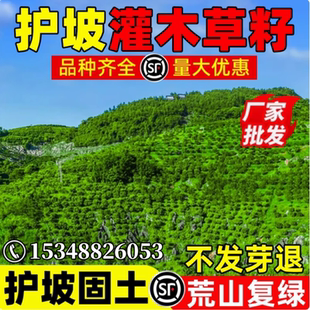 护坡灌木草种子紫穗槐种籽胡枝子矿山复绿草籽猪屎豆刺槐籽银合欢