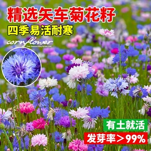 蓝色矢车菊花种子庭院景观花海绿化盆栽种籽四季播种开花混色花孑