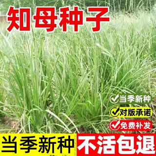 知母种孑中药材毛知母四季种植易活种子春夏秋中草药材植物可套种