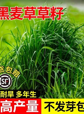 进口耐寒牧草种子多年生黑麦草种子四季常青鸡鸭鹅猪牛羊鱼草种籽