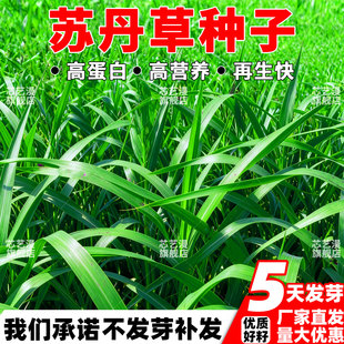苏丹草种子养鱼专用草种高丹草籽四季猪牛羊种子牧草再生鱼草种籽