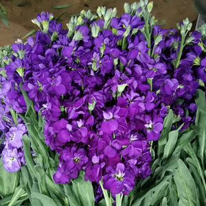 紫罗兰种子春冬花卉四季播阳