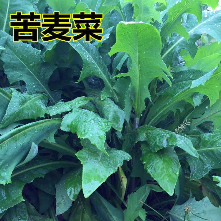 新品 多年生南方牧草苦麦菜种子鹅菜草籽鸡鸭鹅等家禽吃的饲料草