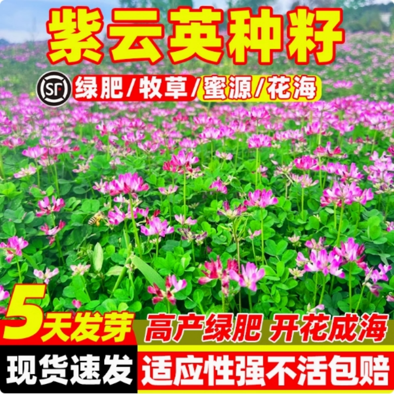 紫云英草种籽四季牧草绿化红花草籽种子孑绿肥蜜源花海植物可食用