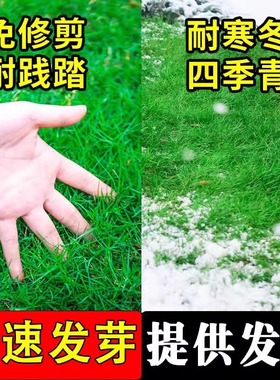 草坪草籽四季常青护坡狗牙根绿化马尼拉草皮庭院高羊茅黑麦草种子