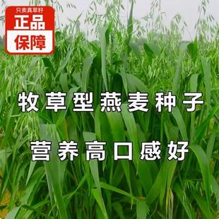 饲用燕麦种子养殖牧草耐寒种籽高产鱼饲料草籽绿肥牛羊草种籽